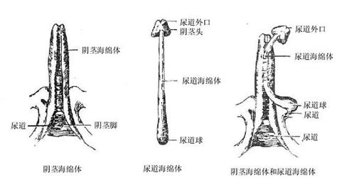 男人生殖器官|人類陰莖